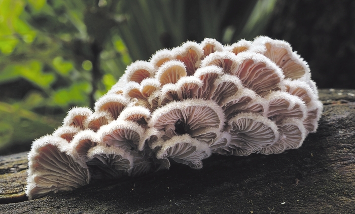 Неизвестный гриб нашли под Тобольском