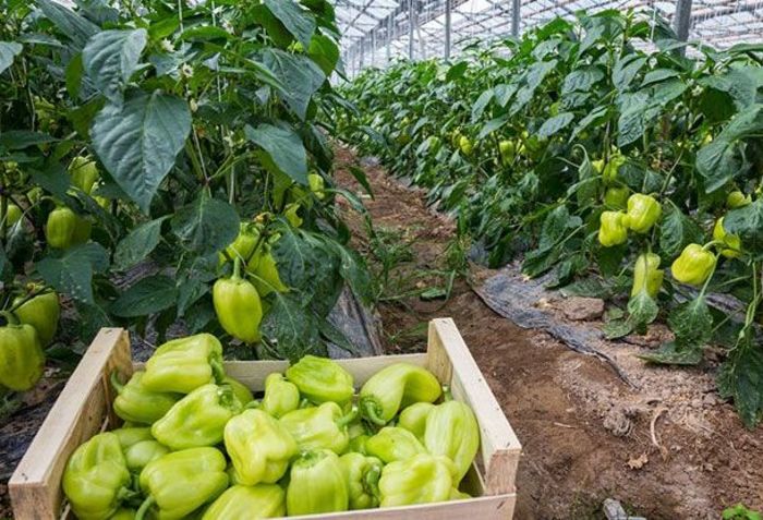 Доступные овощи будут продаваться в России всю осень