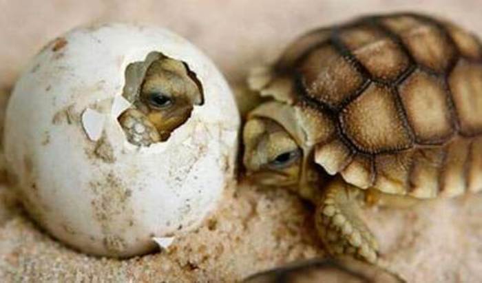  Черепахи могут выбирать свой пол