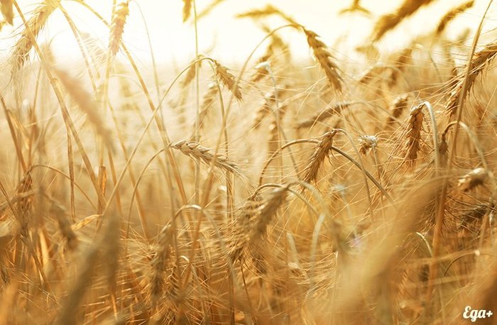Российские ученые вывели диетическую пшеницу