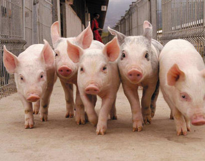 Россия с 1 января откажется от украинской свинины