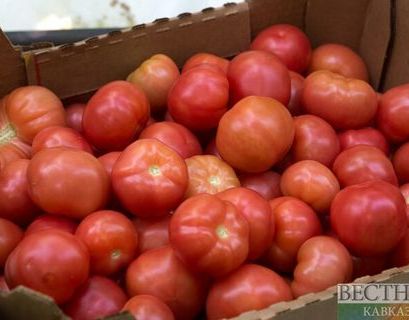 Россияне не увидят турецких томатов в ближайшие годы - Минсельхоз