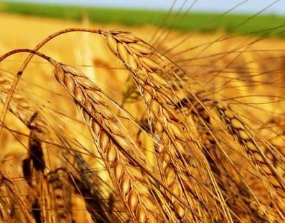 Российский зерновой союз сможет снабдить Сирию пшеницей