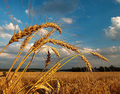 В Минсельхозе рассказали об урожае пшеницы в России
