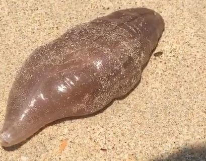 "Инопланетное" животное появилось на пляжах Таиланда (ВИДЕО)