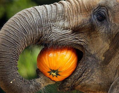 Тайский слон убит током во время обеда