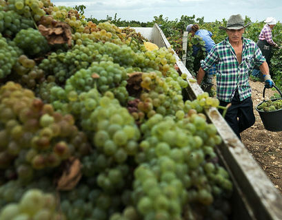Крымские виноделы вернут отрасли былую славу