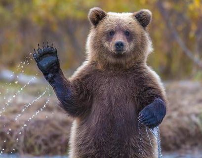 Бурые медведи подбираются к людям на Камчатке