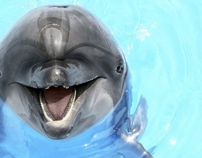 Ученые открыли на Гавайях редкий гибрид дельфина