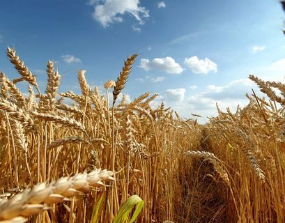 Минсельхоз предложил увеличить продажу зерна из госфонда 