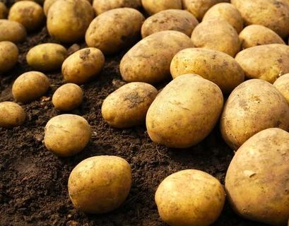 Специалисты Роскачества не нашли на российском рынке здорового картофеля