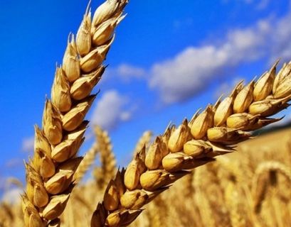Ирак попробует российскую пшеницу