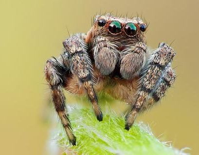 Ученые открыли млекопитающих пауков