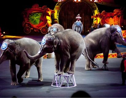 В Нью-Джерси запретили цирковые представления с дикими животными