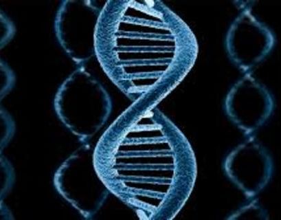 Китай задумался над законодательством против незаконных генетических экспериментов