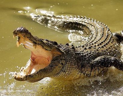 Наводнение "столкнуло" крокодилов и змей с жителями австралийского Таунсвилла