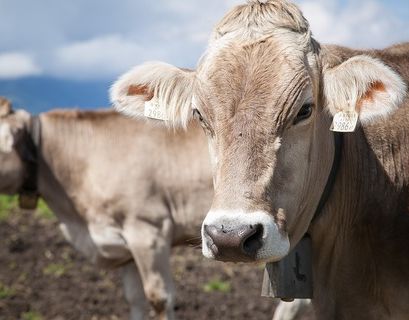 Австрийский фермер заплатит почти 0,5 млн евро за убитую коровами туристку
