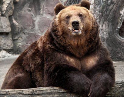 Медведи в Московском зоопарке вышли из спячки