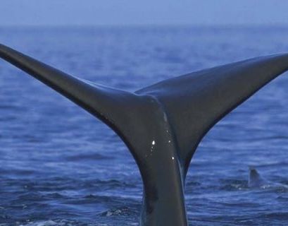 В Перу раньше жили четвероногие киты
