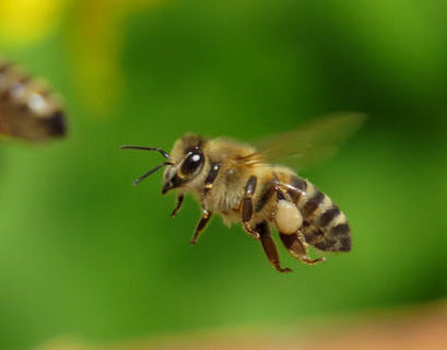 Пчелы заблокировали "Дружбу" между Россией и Эстонией