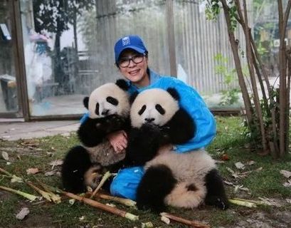 Вакансия "обнимателя панд" не откроется в Московском зоопарке