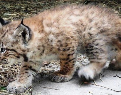 Котята рыси родились в Московском зоопарке