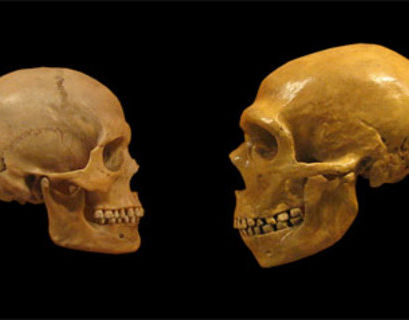 Установлены самые древние европейские останки Homo sapiens