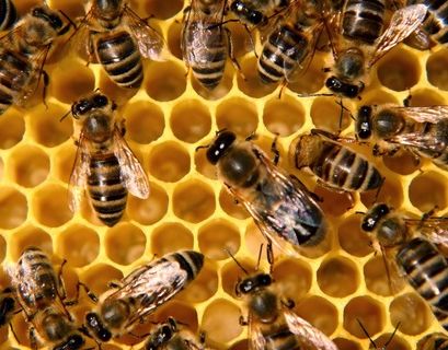 Россельхознадзор назвал причину массовой гибели пчел 