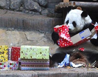 День рождения панд с размахом отметят в Московском зоопарке