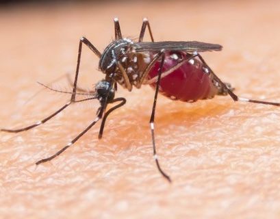 В Австралии придумали, как покончить с малярией