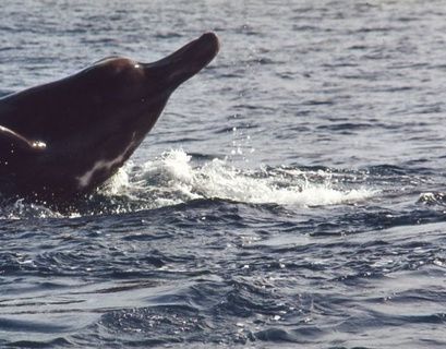 В Охотском море обнаружен новый вид китов