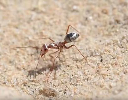 Самый быстрый муравей в мире за 1 секунду проходит 1 метр
