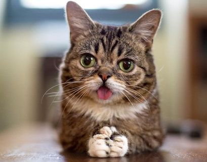 Звезда интернета, кошка Лил Баб умерла в США