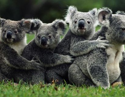 WWF сообщил, что пожары в Австралии унесли жизни 1 млрд животных