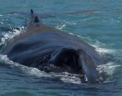 Ученые нашли причину массовой гибели китов у Калифорнии - СМИ