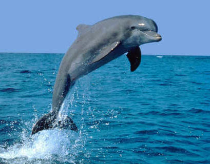 "Скорая помощь" для дельфинов появится в Крыму