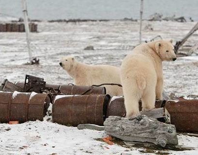 До конца года студия Горького выпустит документальный фильм "Арктика. Очищение"