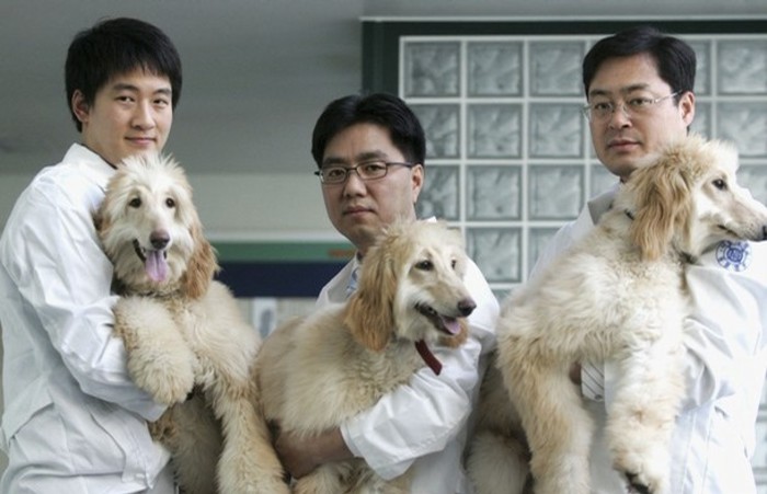 В Южной Корее закрылась самая большая собачья живодерня
