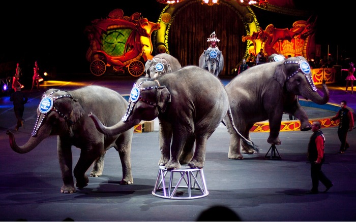 В Нью-Джерси запретили цирковые представления с дикими животными