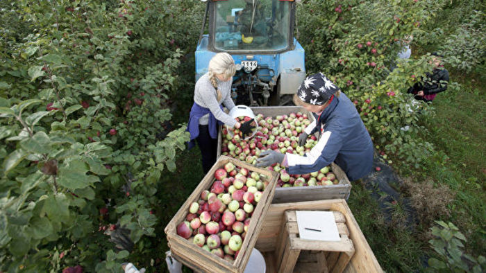 Белоруссия дала "добро" Россельхознадзору на проверку производителей фруктов