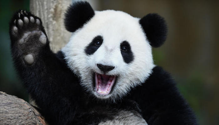 Панды из Китая прибыли в Московский зоопарк