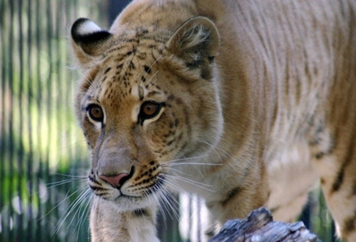 Смерть лигрицы Зиты скрыли в зоопарке Новосибирска