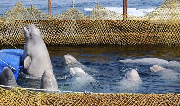 Компанию, причастную к "китовой тюрьме", оштрафовали на 56 млн рублей