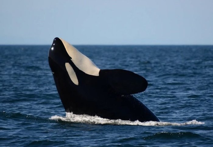 Еще трех косаток из "китовой тюрьмы" перевозят к Охотскому морю