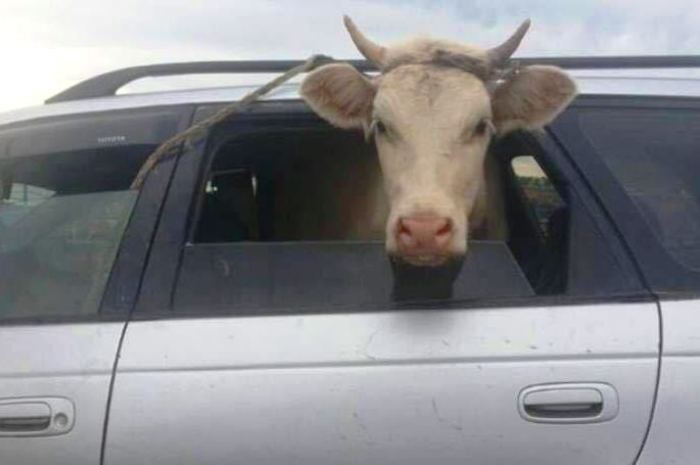 Штрафстоянка для коров появилась в Челябинской области