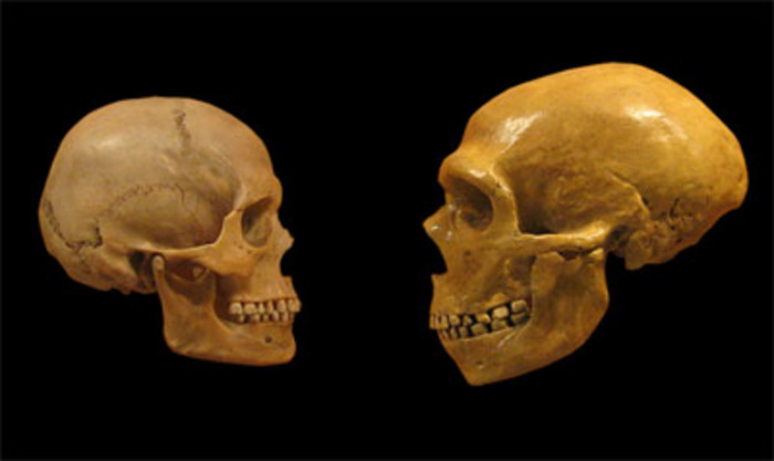 Установлены самые древние европейские останки Homo sapiens