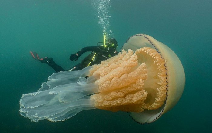 Медузу размером с человека встретили дайверы у побережья Великобритании