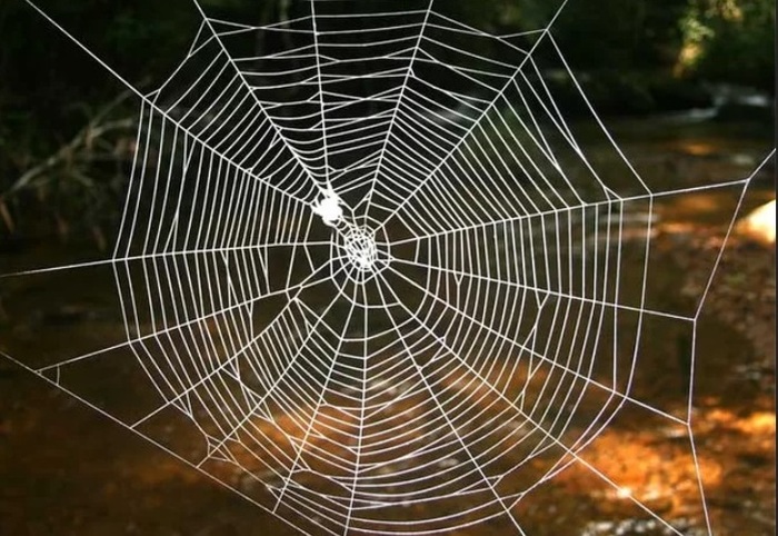 Секрет самой прочной паутины был найден в геноме паука