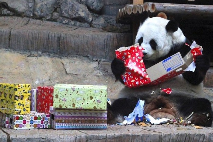 День рождения панд с размахом отметят в Московском зоопарке