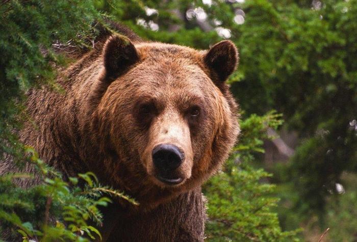 Пенсионерка 83-х лет больше суток рычала на медведя, стоя в трясине